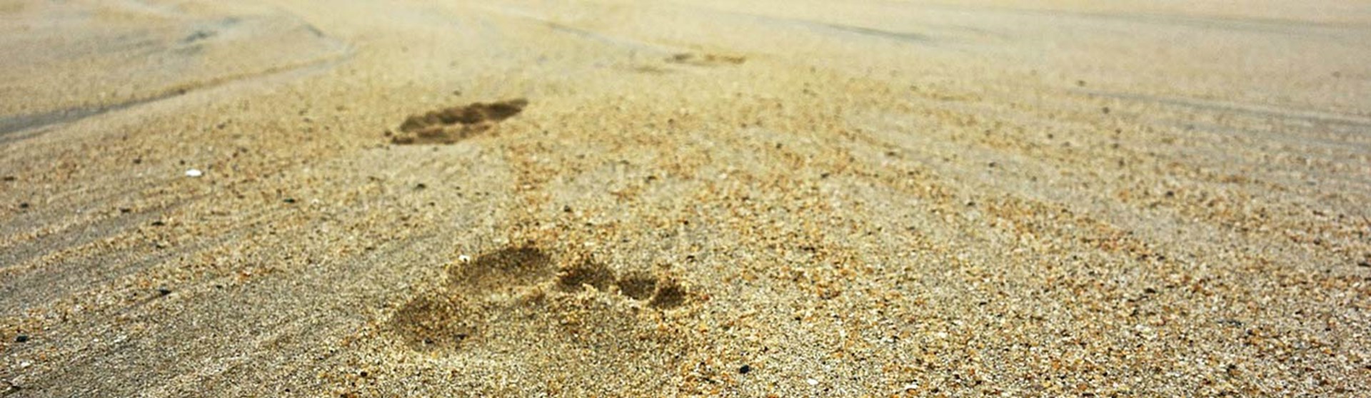 Fußspuren Richtung Horizont im Sand